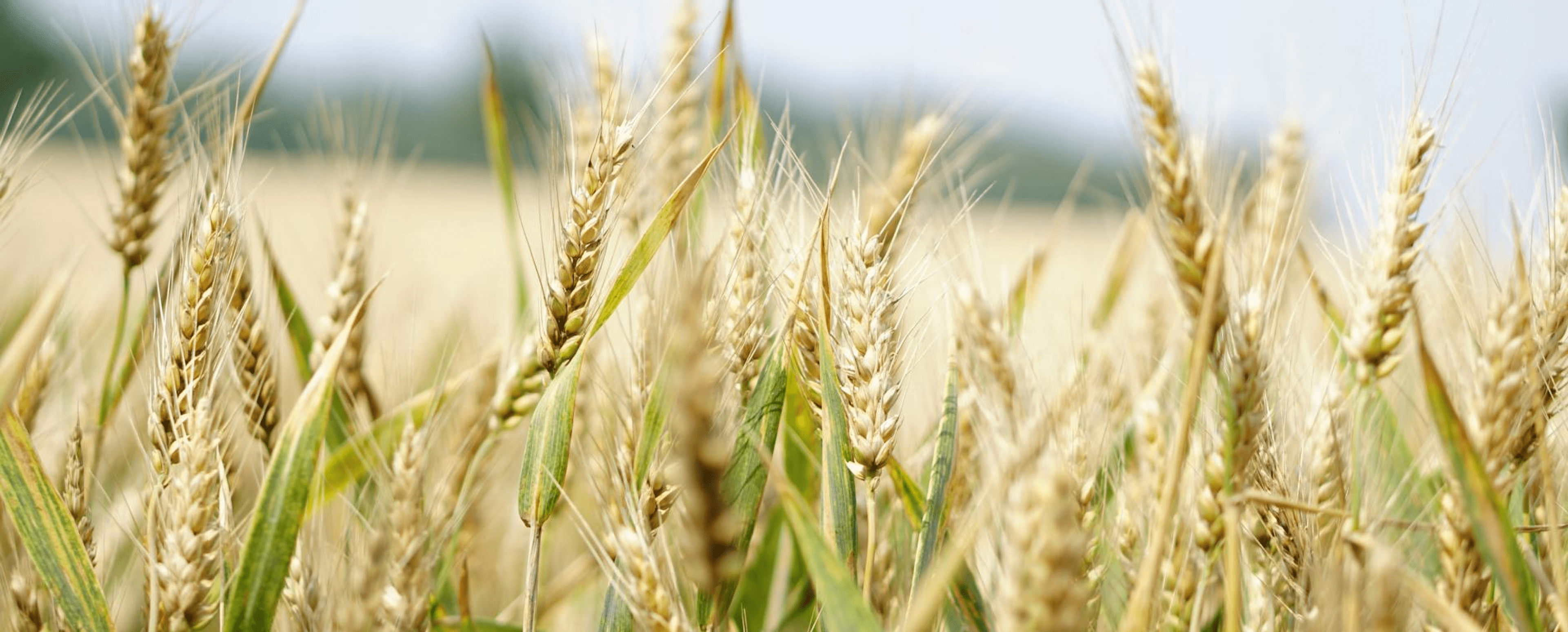 bound nn - industry image